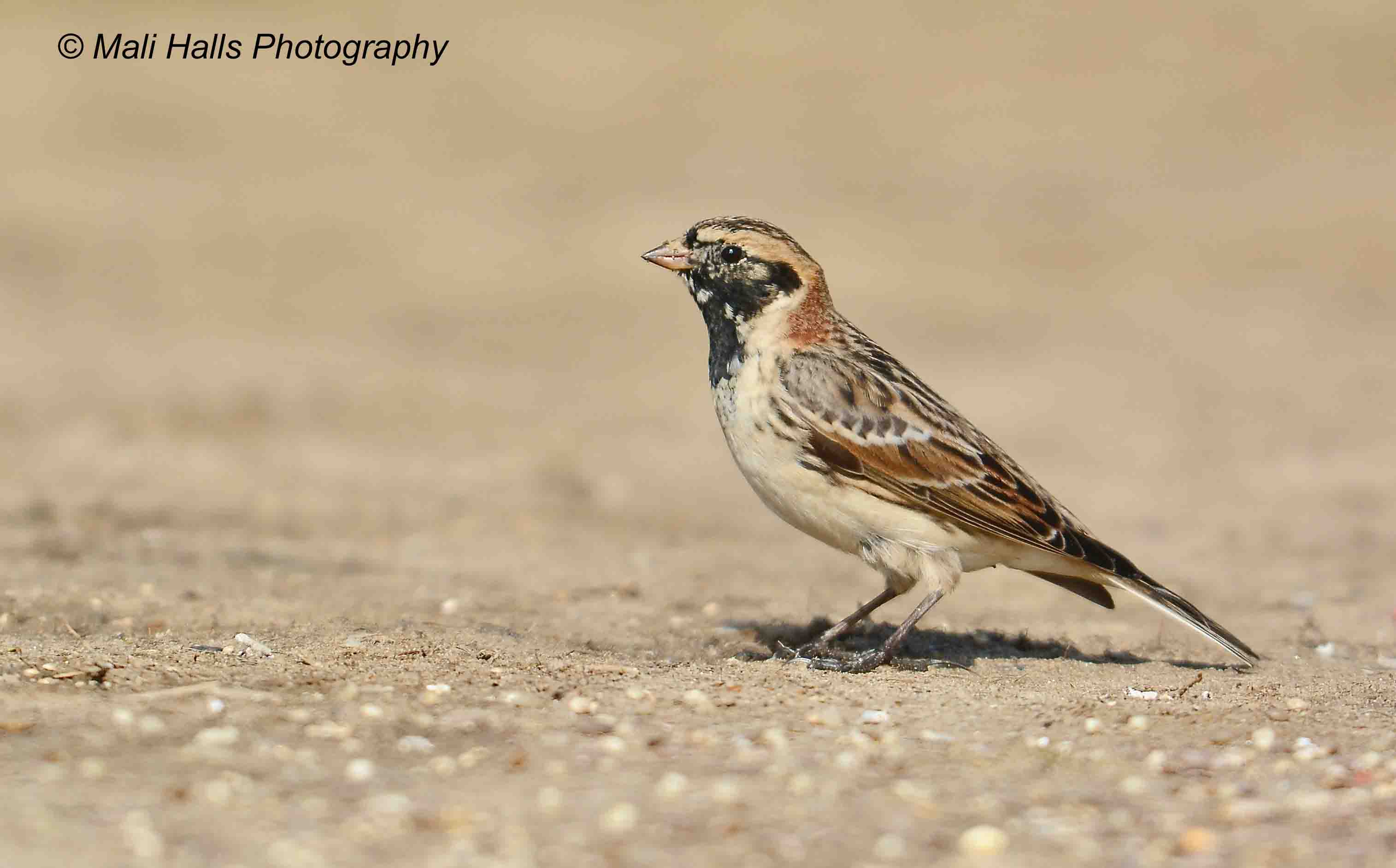 Lapland Bunting 7120.jpg