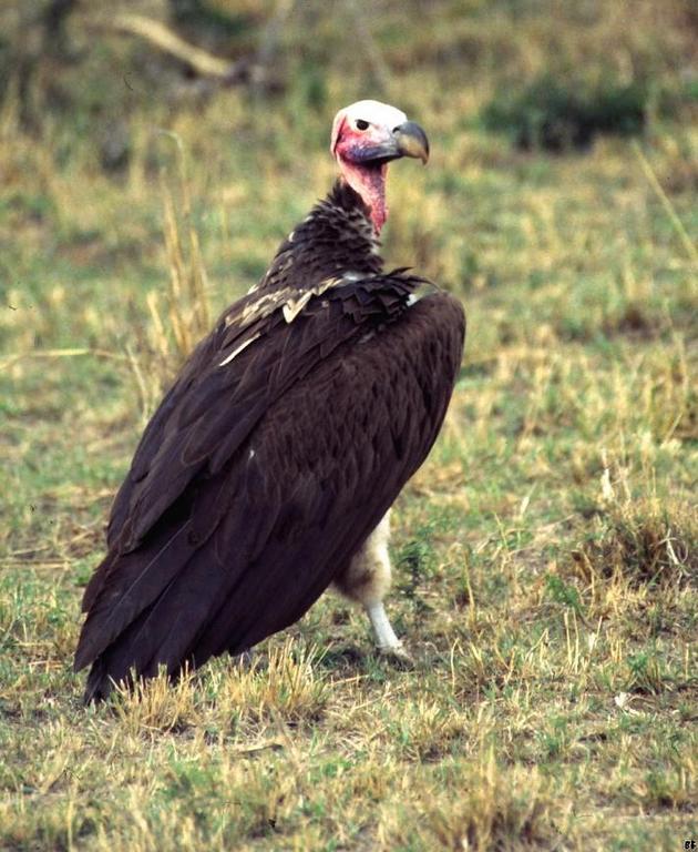 Lappett Faced Vulture