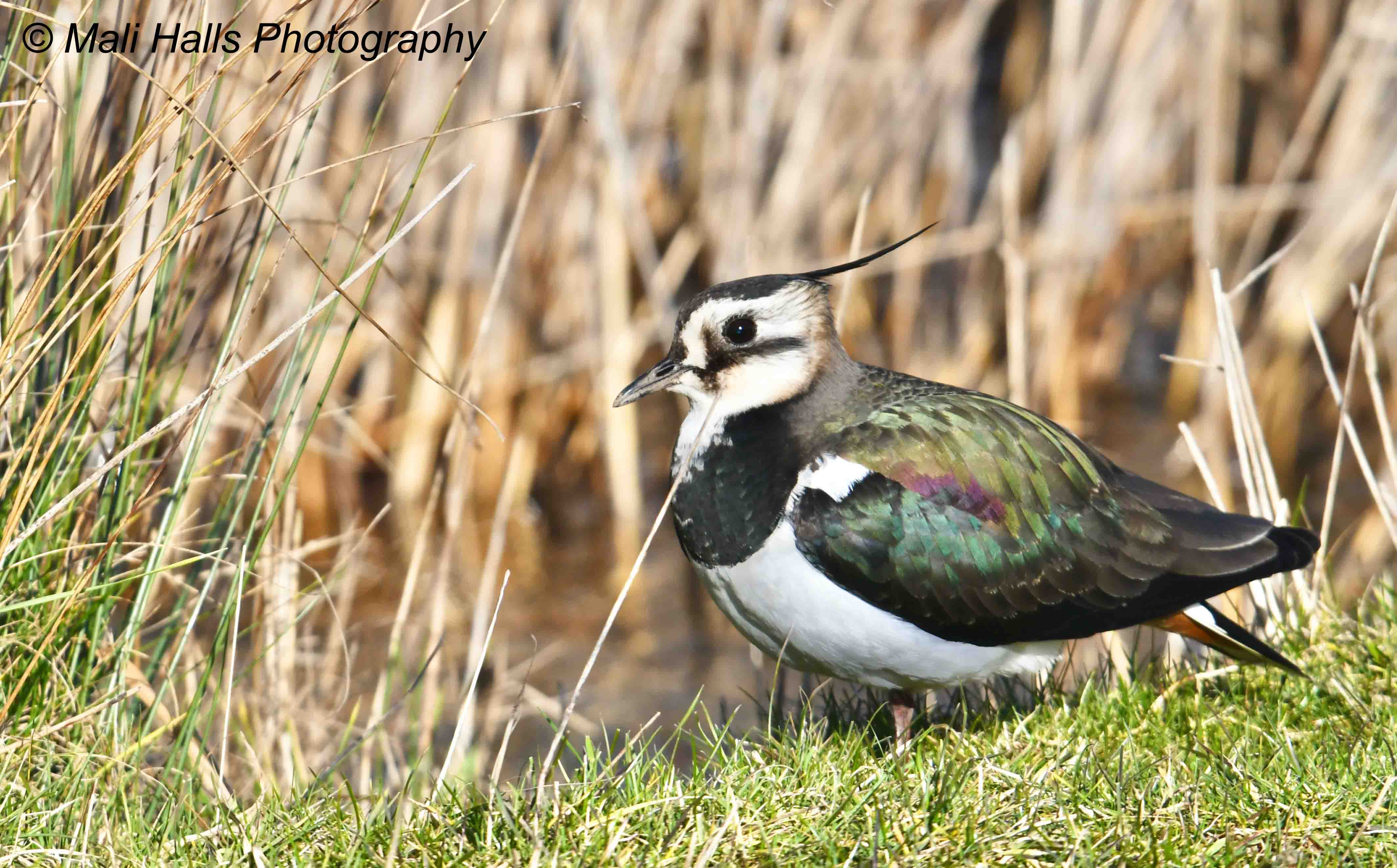 Lapwing 1724.jpg