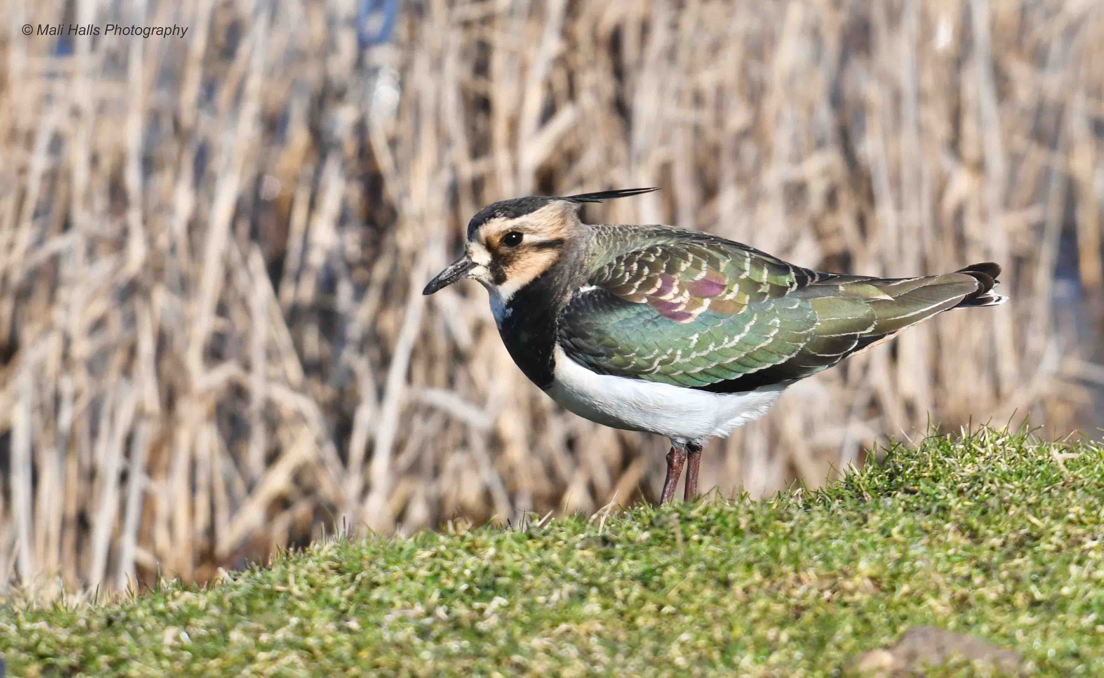 Lapwing 1764.jpg