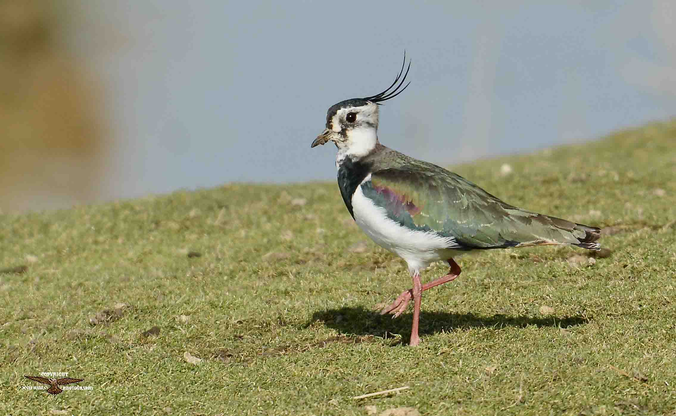 Lapwing 1981.jpg