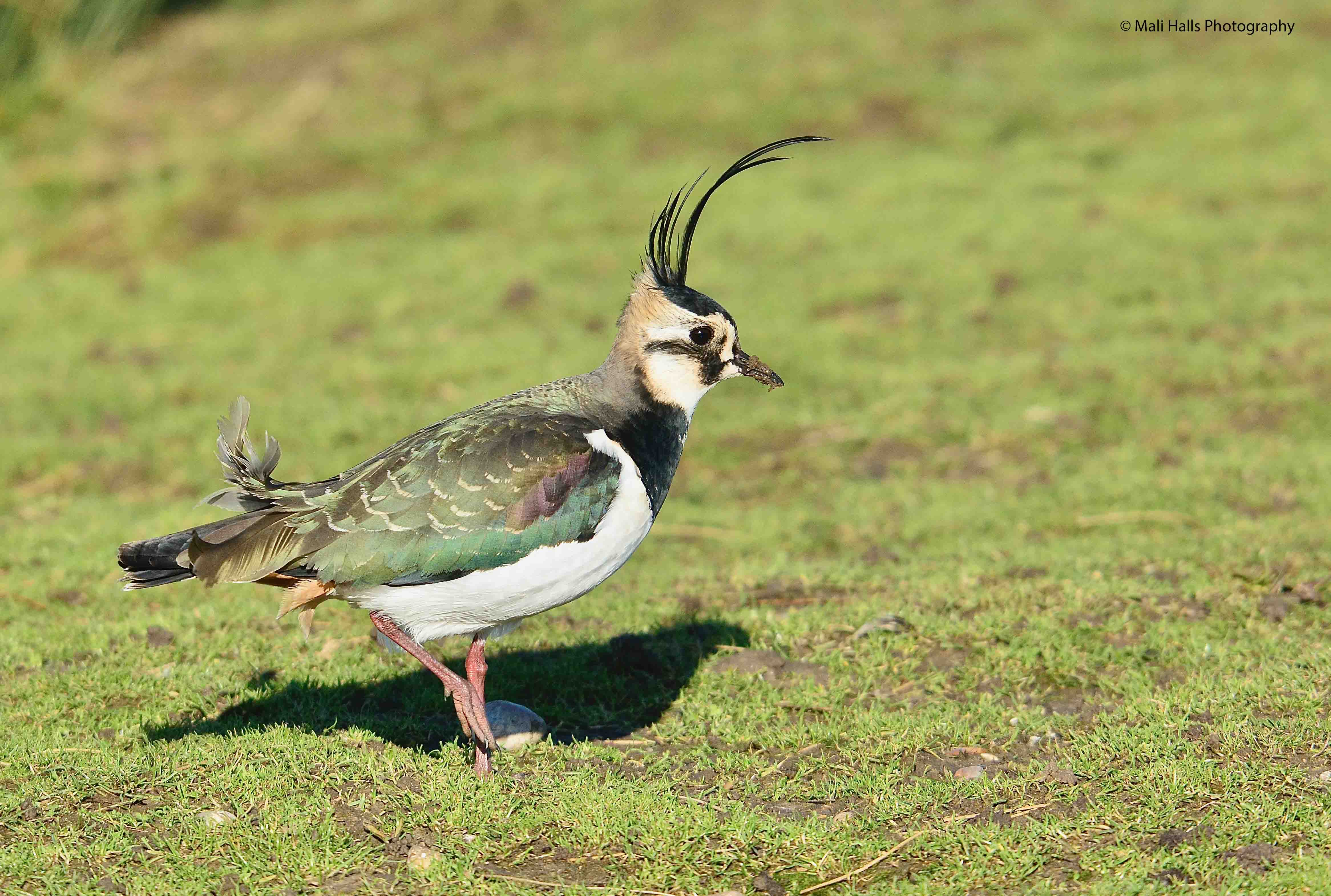 Lapwing 2258.jpg