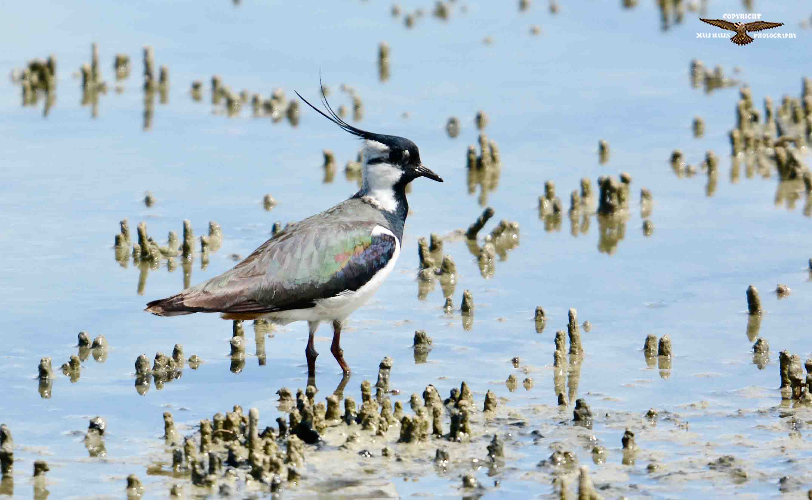 Lapwing 9464.jpg