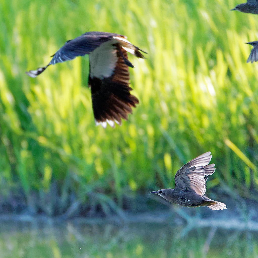 Lapwing and Starling