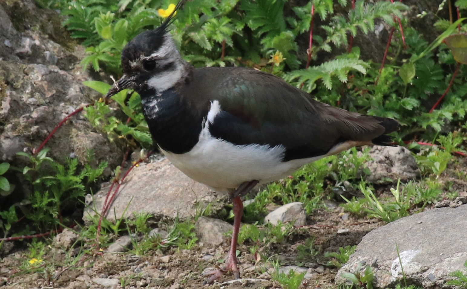 Lapwing juvenile