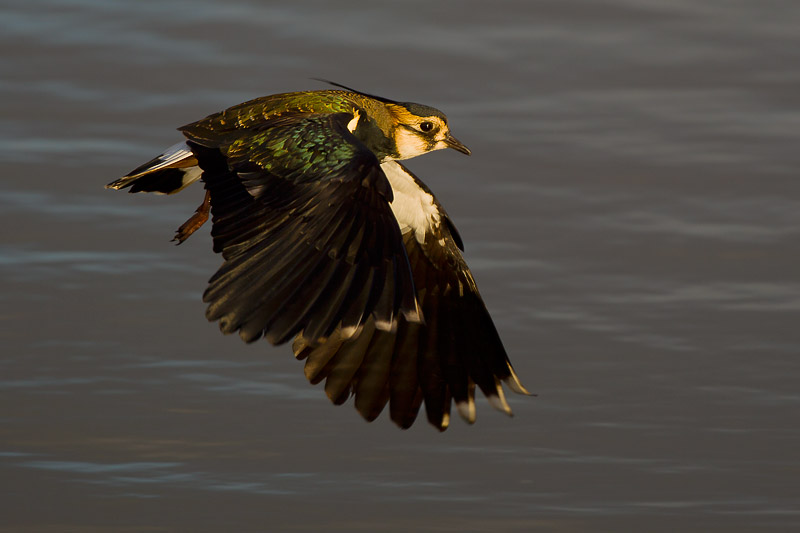 Lapwing on the wing