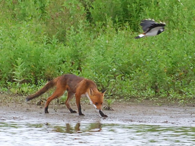 Lapwing seeing off a fox