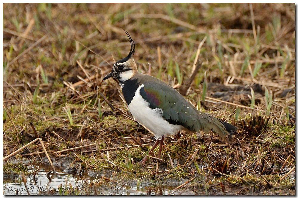 Lapwing taken at Minsmere