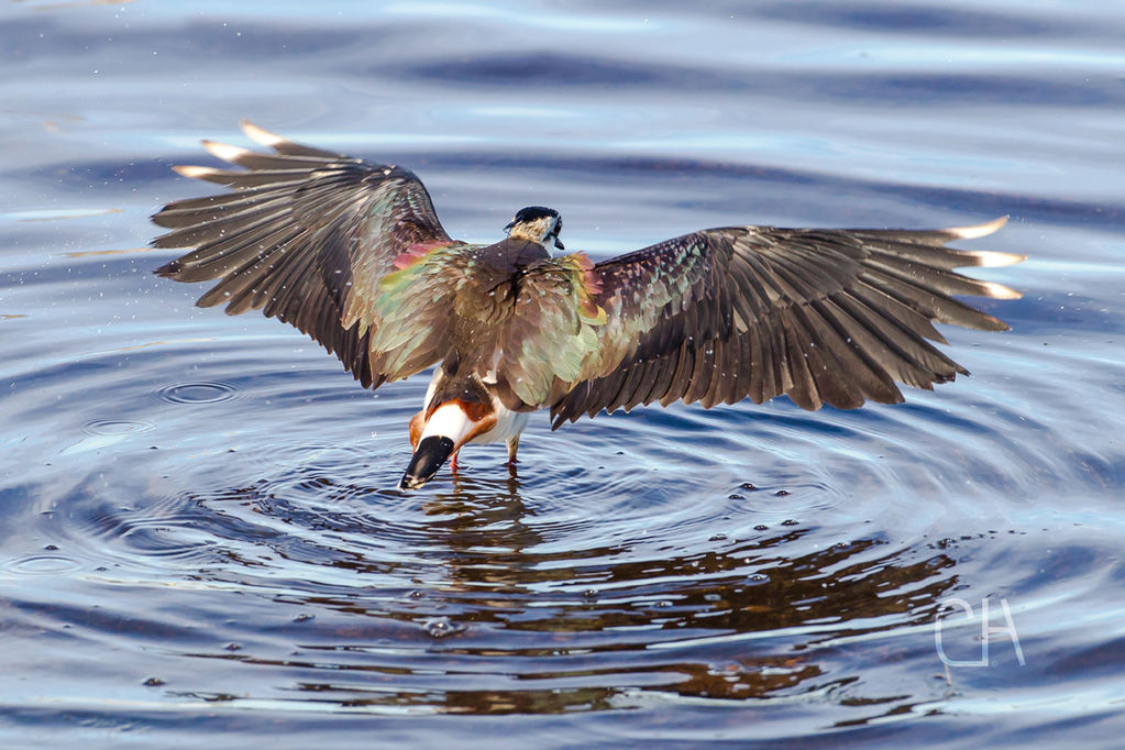 Lapwing (Vanellus Vanellus)