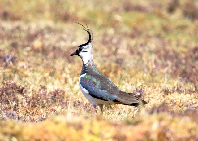 Lapwing