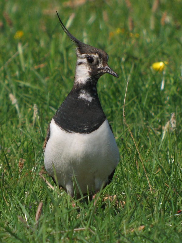 lapwing