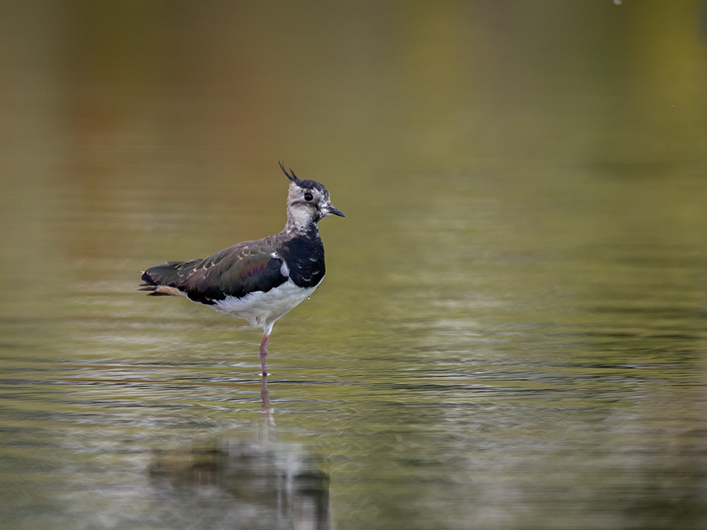 lapwing