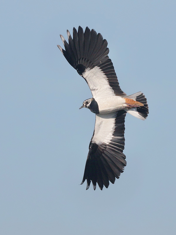 Lapwing