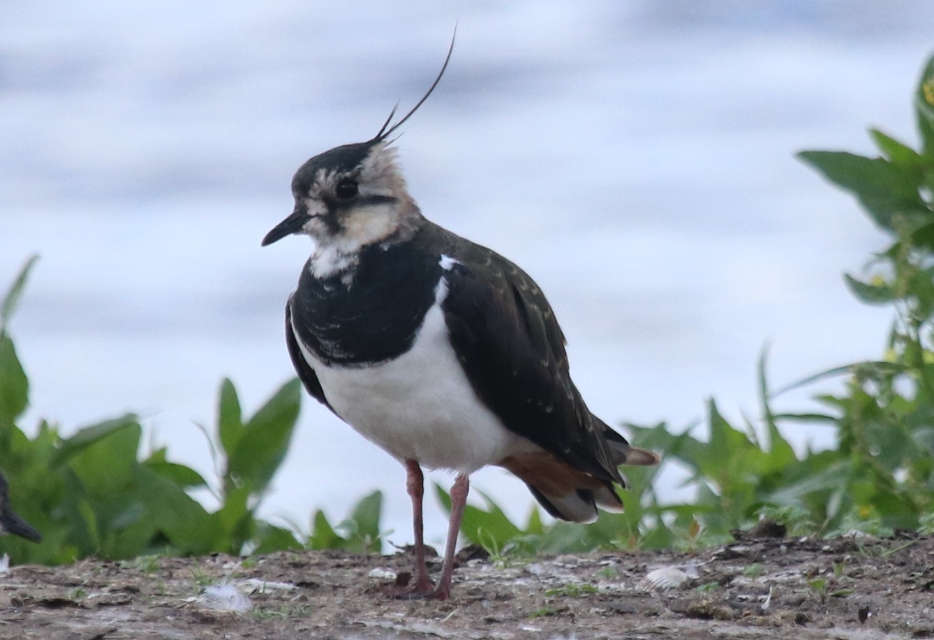 Lapwing