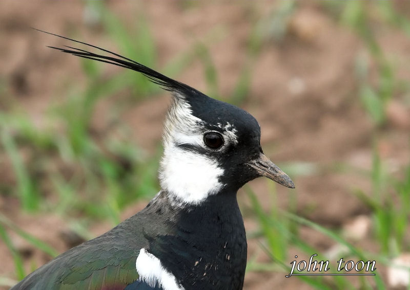 Lapwing