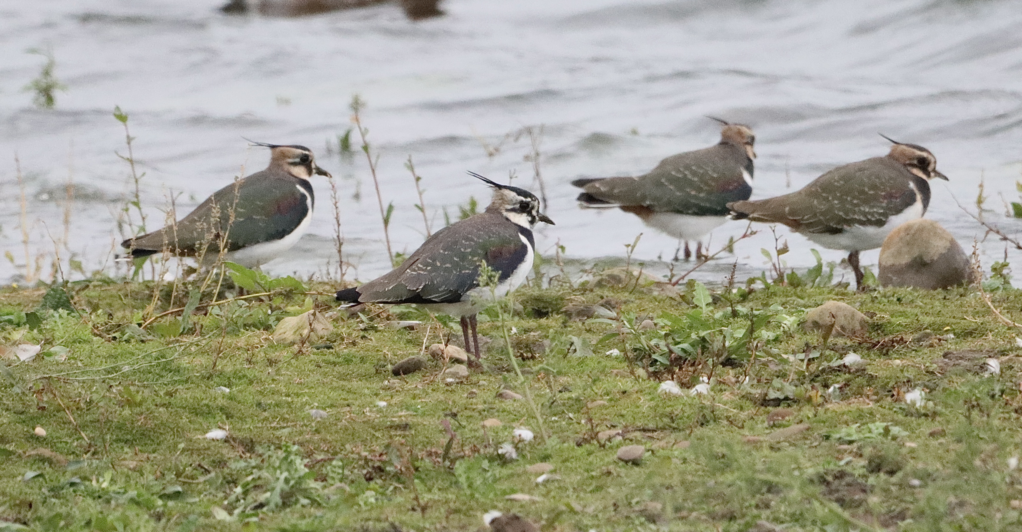 Lapwing