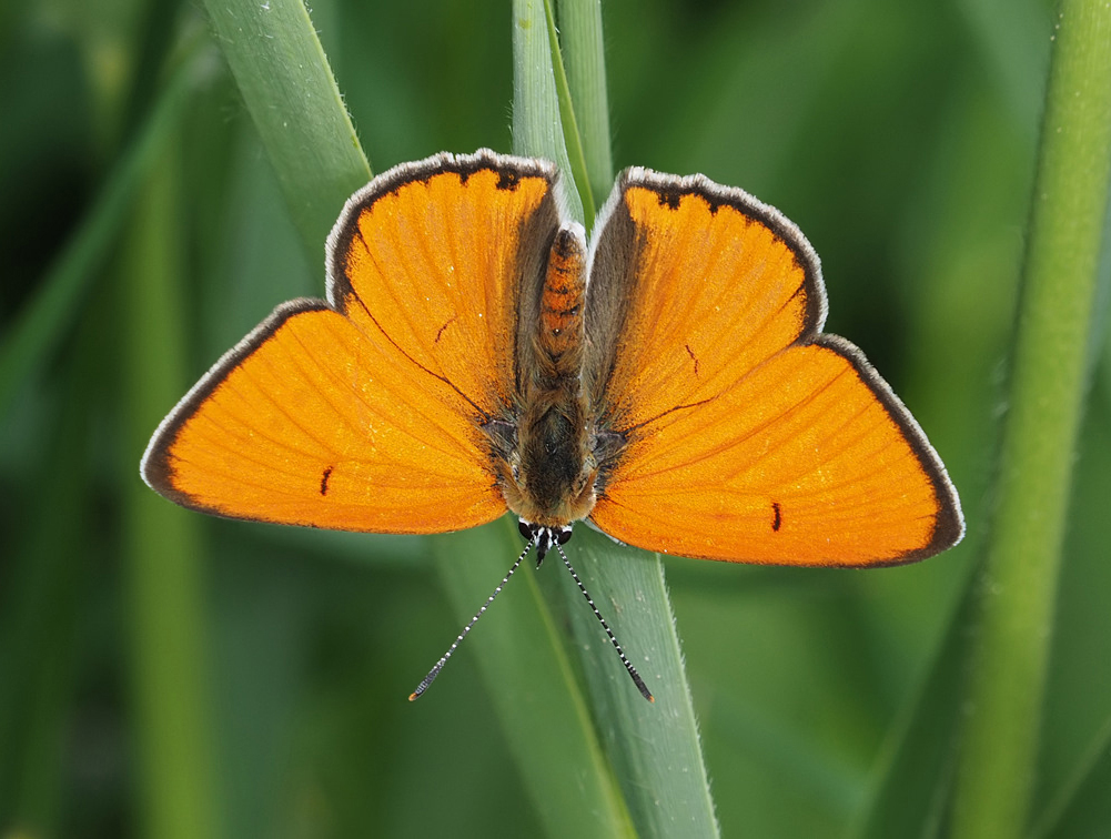 Large Copper