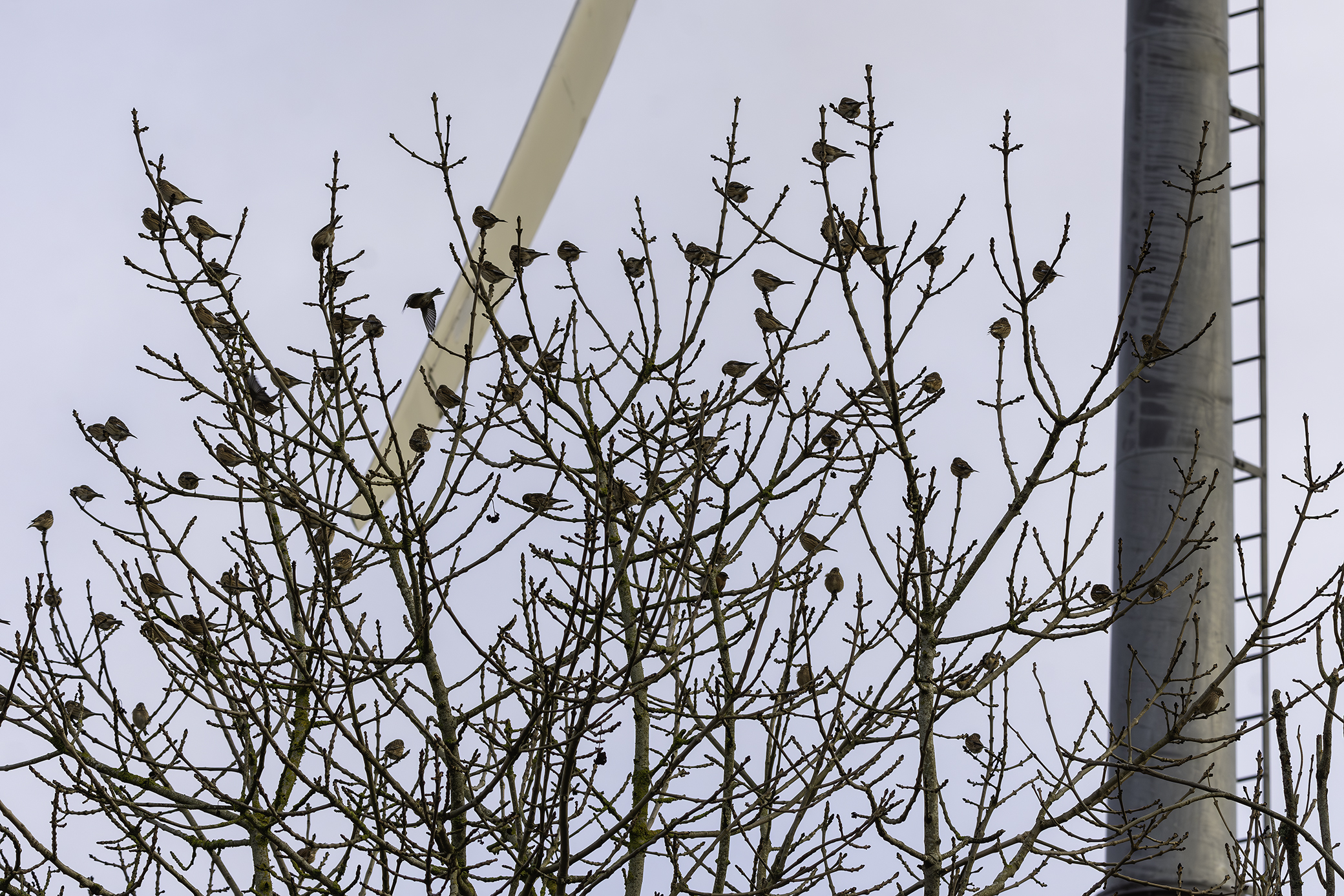 Large flock of Linnet with a Reed Bunting and Brambling.jpg