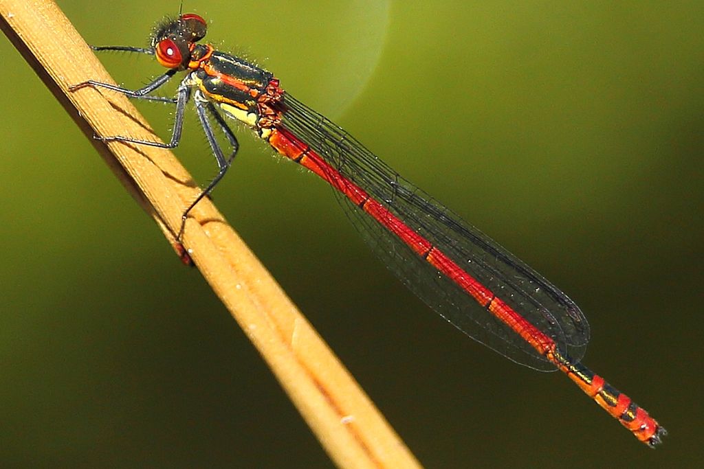 Large Red Damselfly Pyrrhosoma nymphula