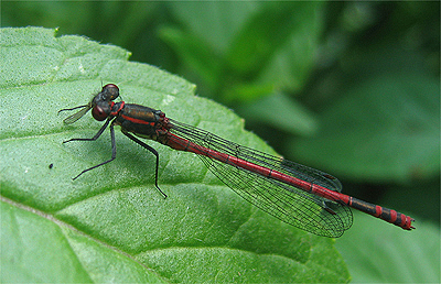 Large Red Damselfly