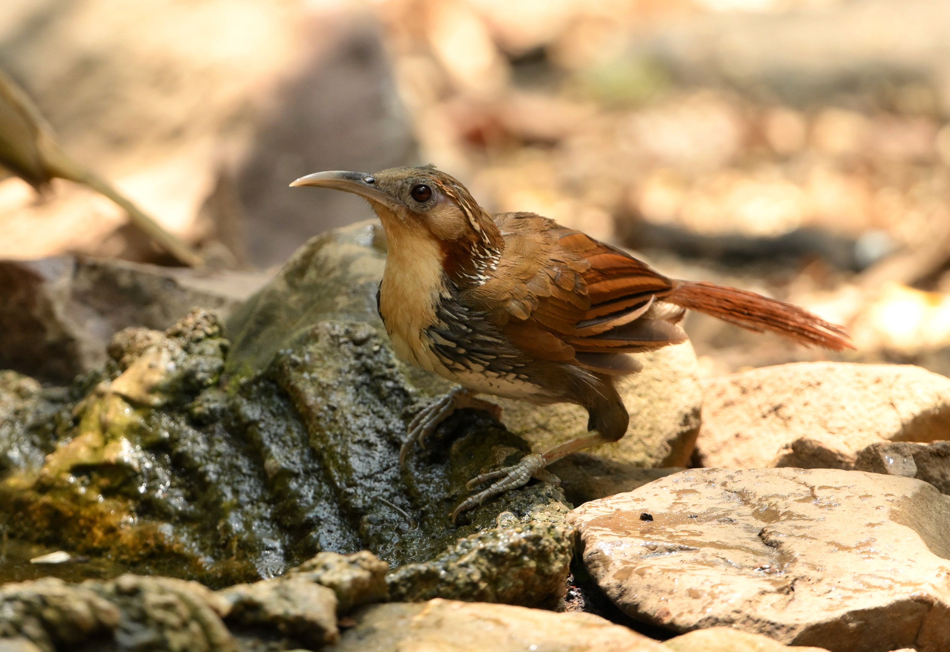 Large scimitar babbler.