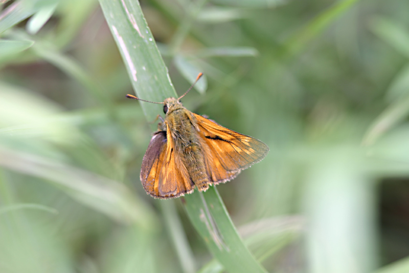 large skipper