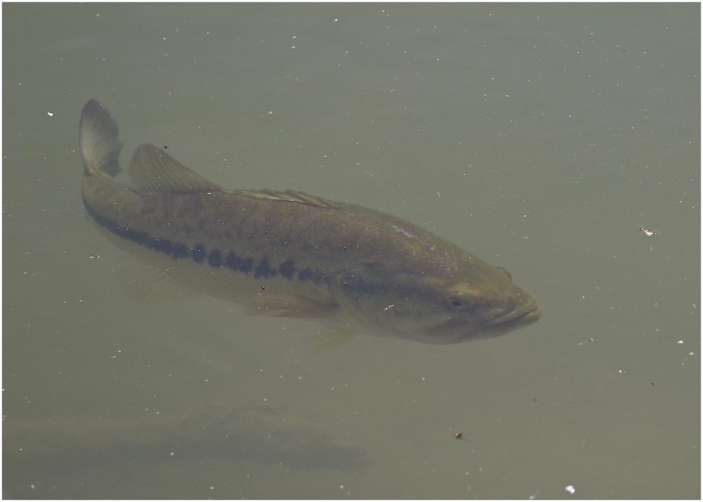 Largemouth Bass