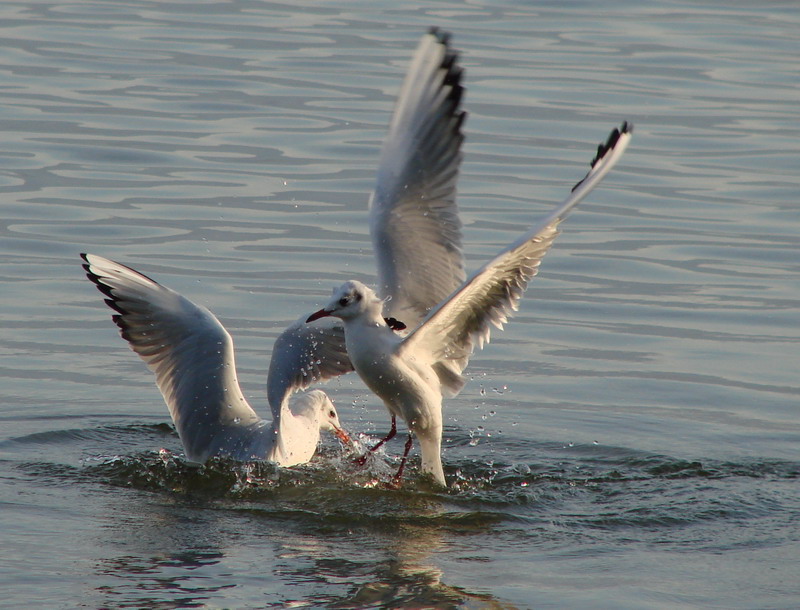 Larus ridibundus