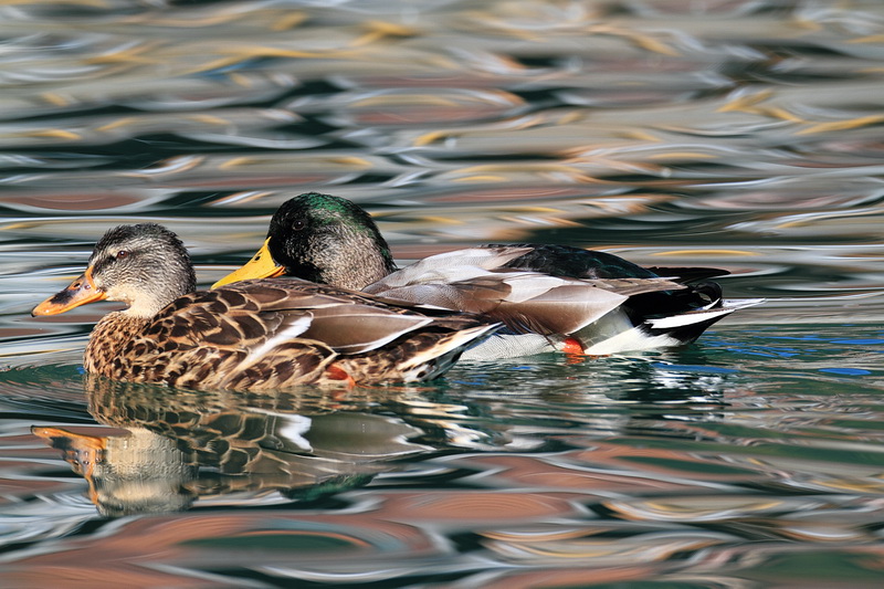 Late-summer Pair