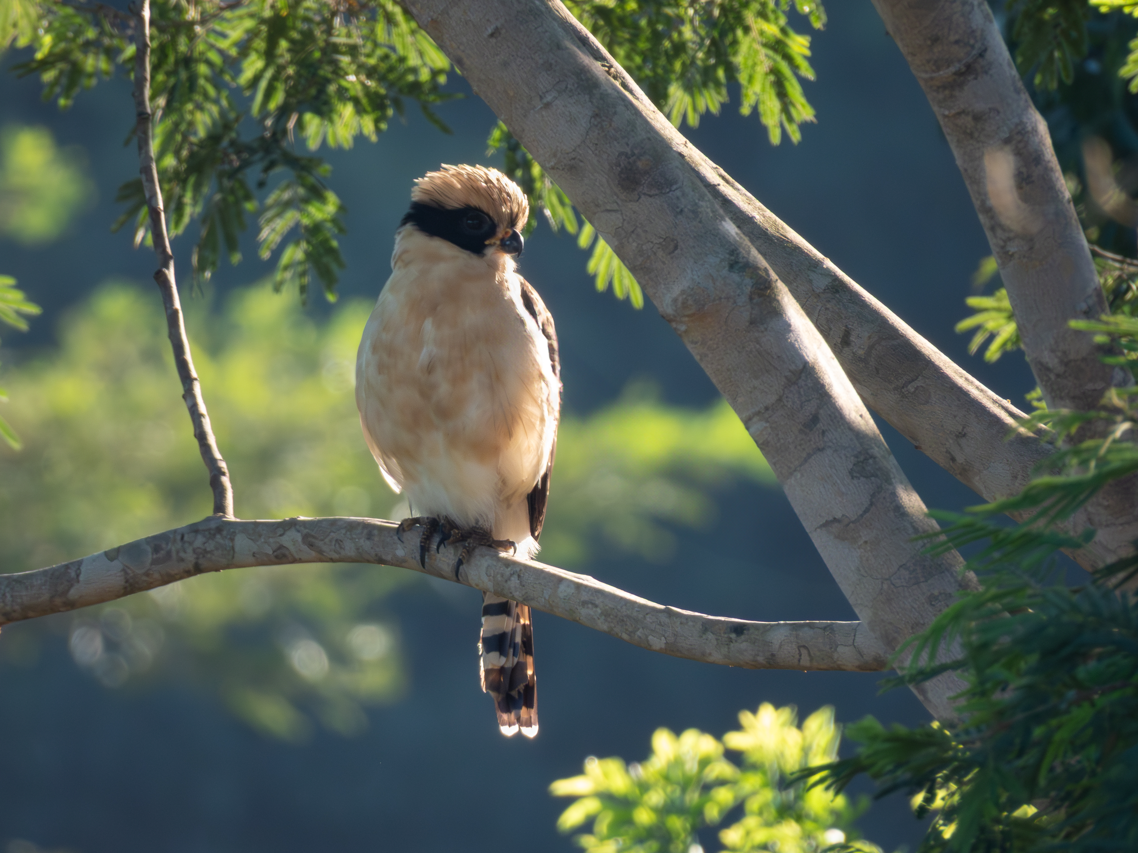 Laughing Falcon