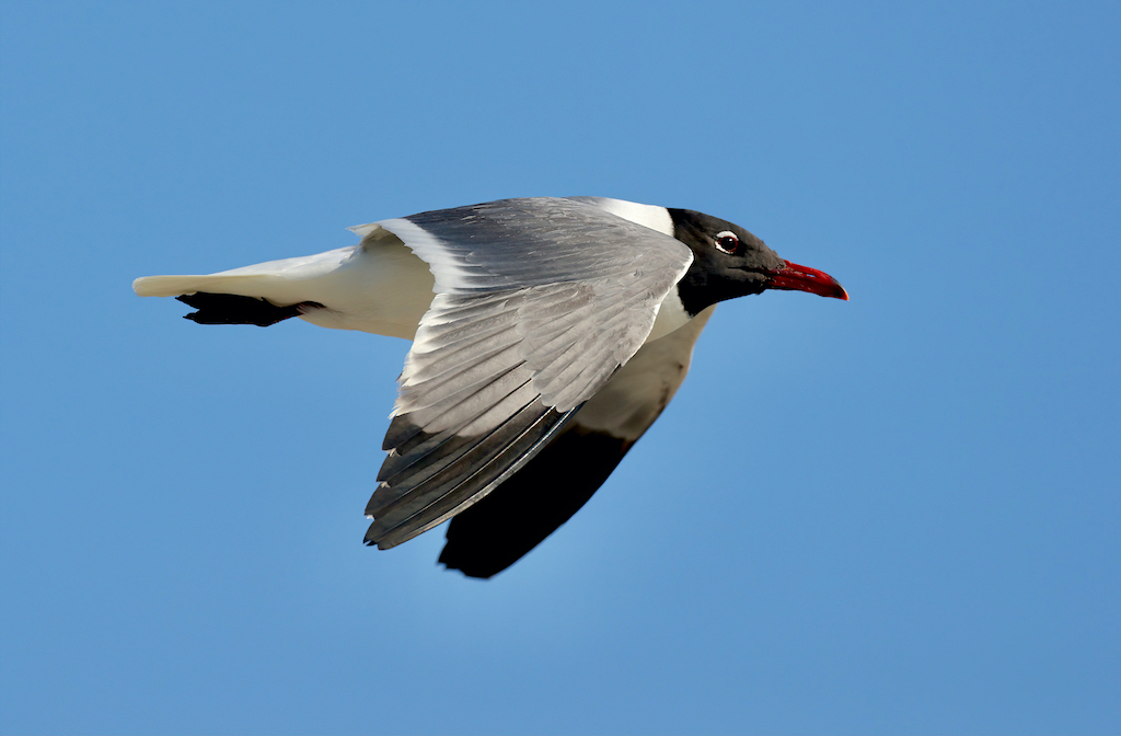 Laughing Gull.jpg