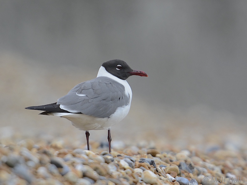 Laughing Gull