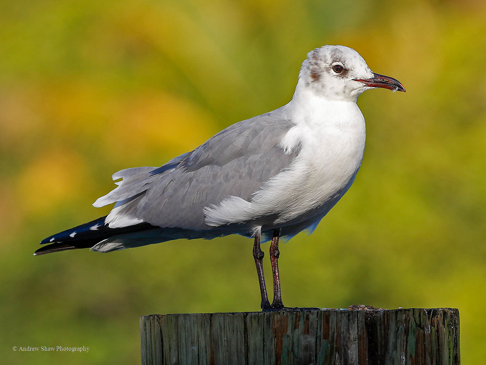 Laughing Gull