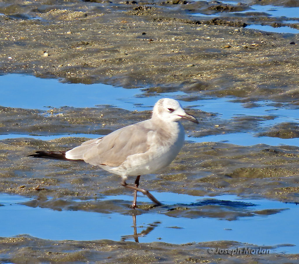 Laughing Gull