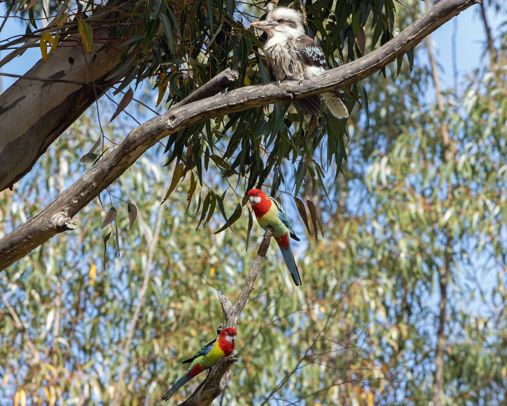 Laughing Kookaburra and Eastern Rosellas