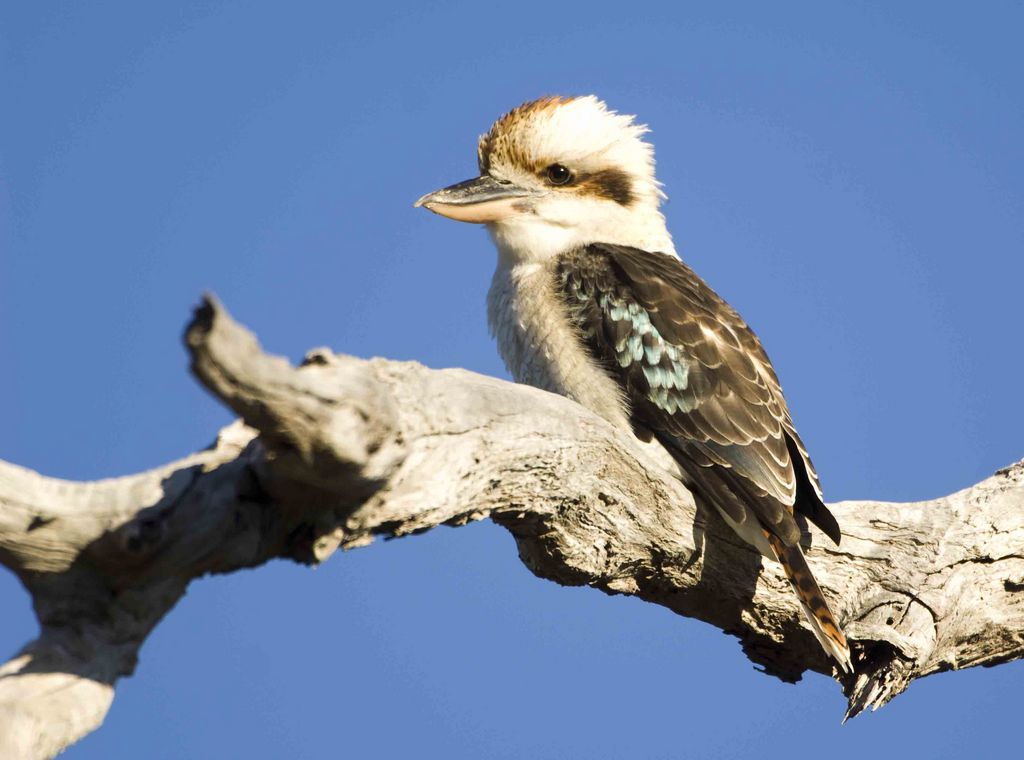 Laughing Kookaburra