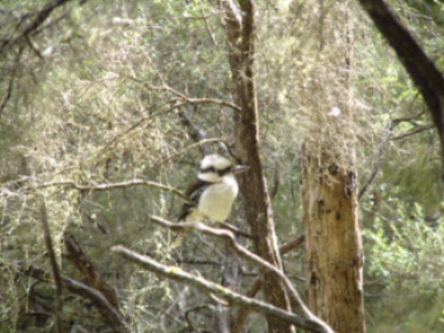 Laughing Kookaburra