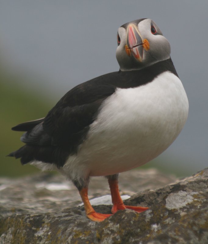 Laughing Puffin