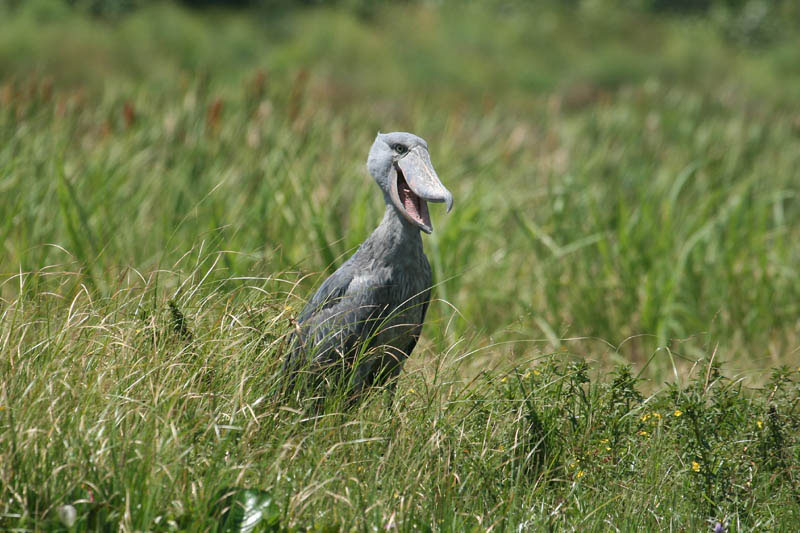 Laughing Shoebill!