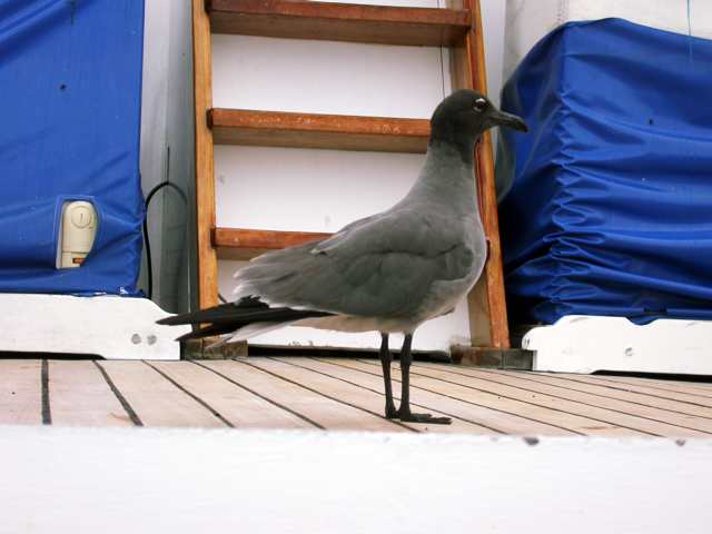 Lava Gull