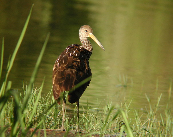 lazy limpkin