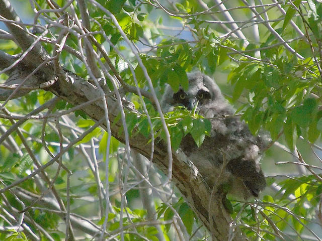 LE Owl fledgling