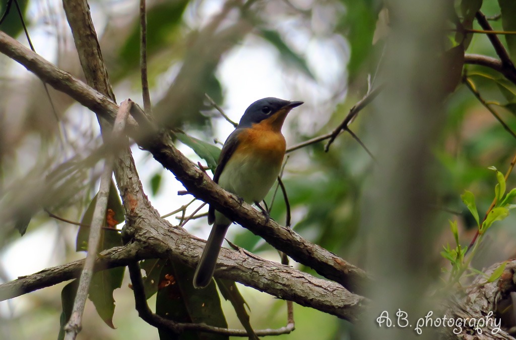 Leaden flycatcher