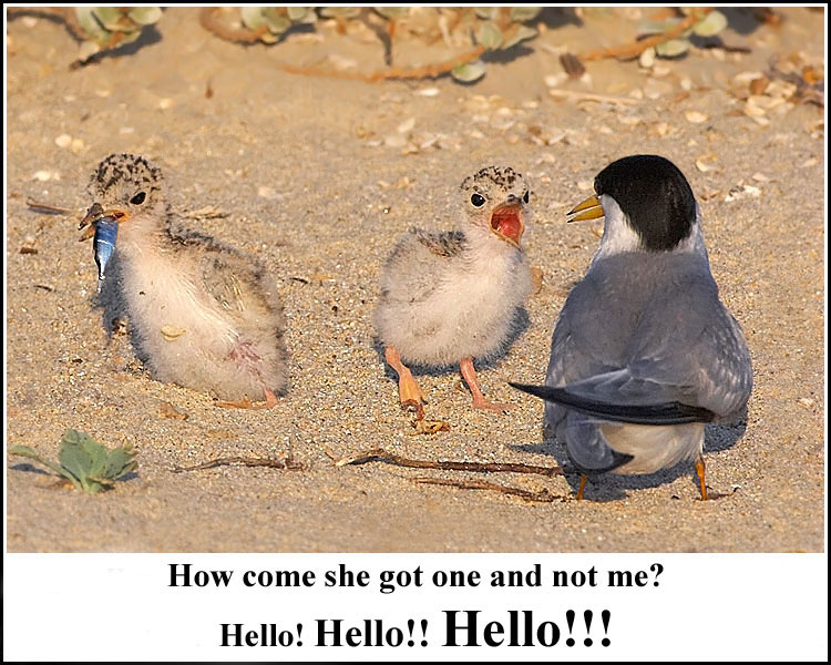 Least Tern and Chicks