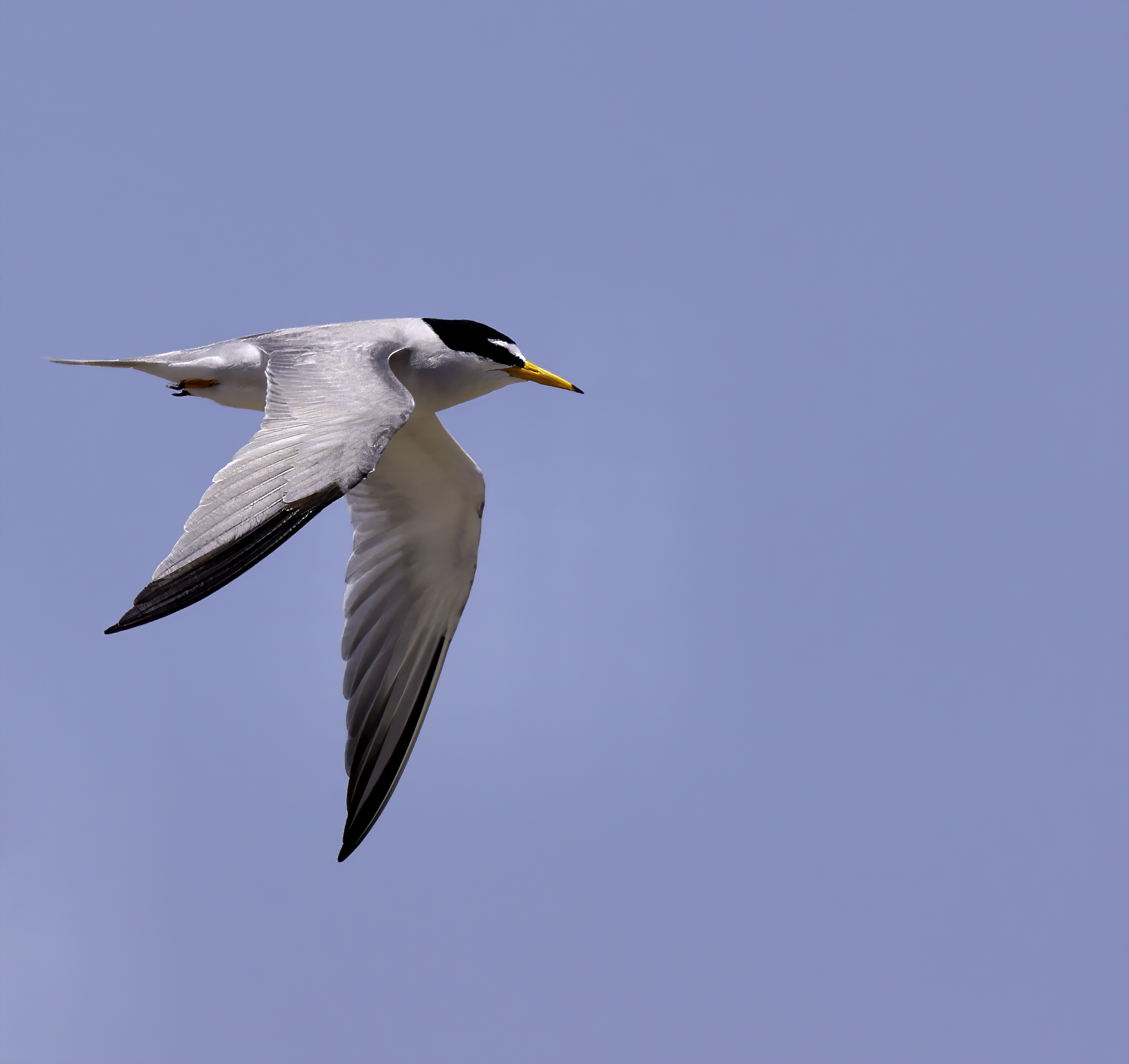 Least Tern.jpg