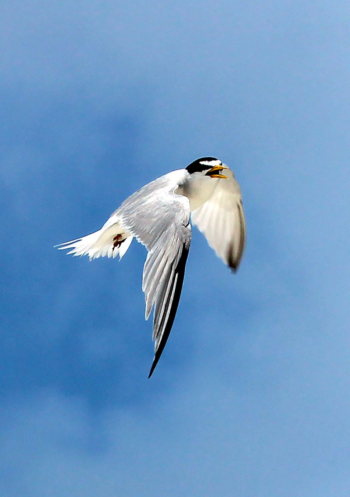 Least Tern