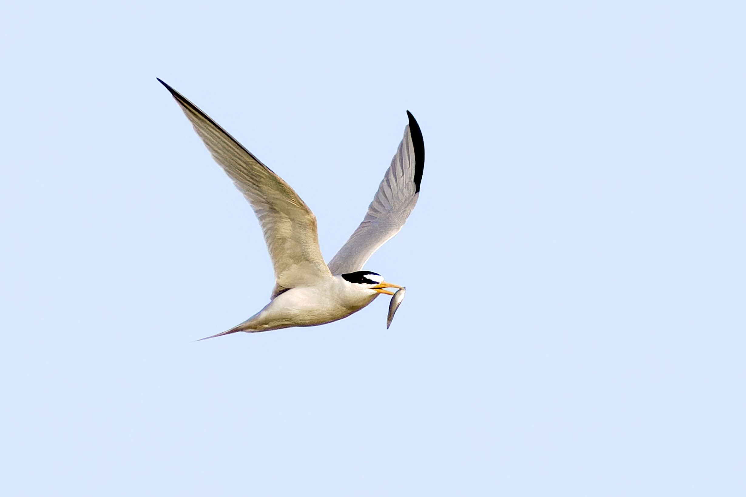 Least Tern