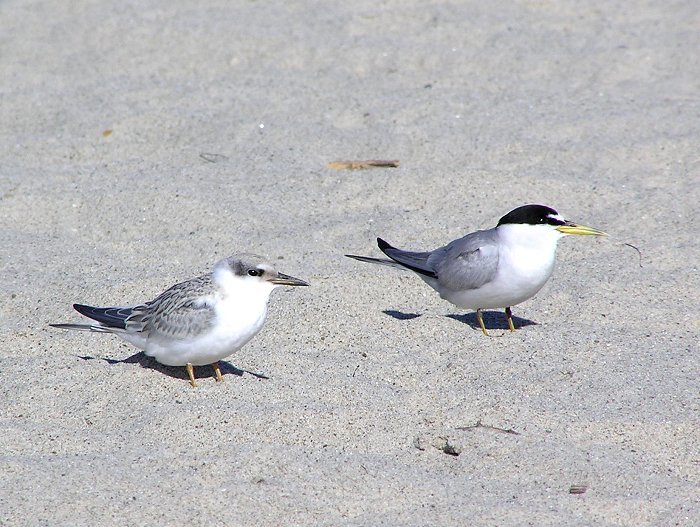 Least Terns - Adult and Juvenile