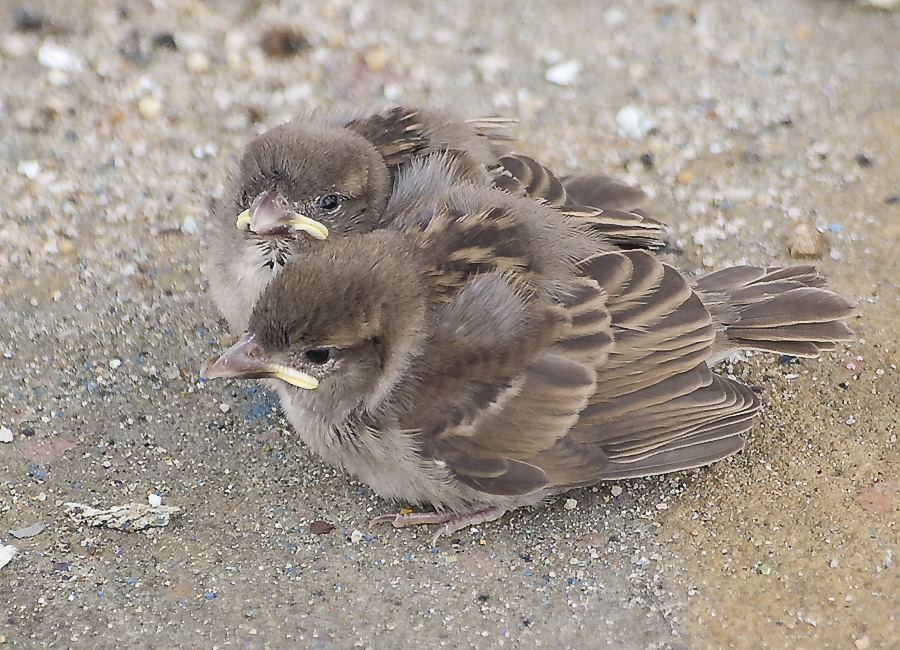 Leaving the nest.