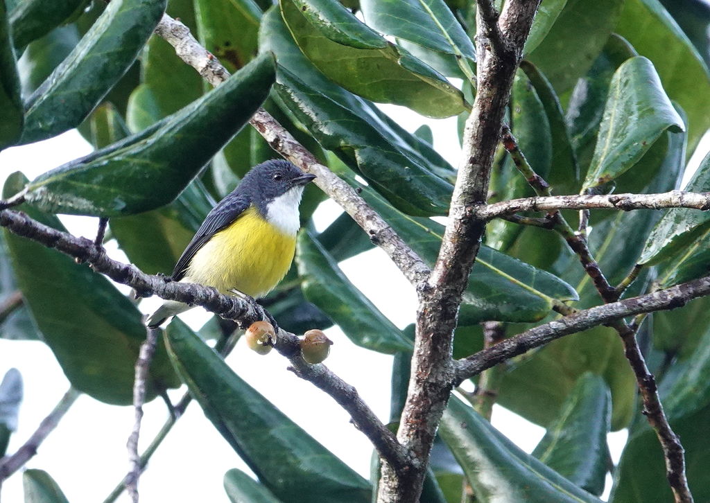 Legge's Flowerpecker